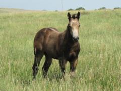 Paddys Gin Sahara JW <BR> AQHA 5950572